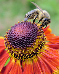 Biene an Herbstsonnenbraut