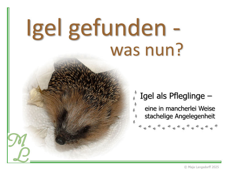 Startbild Igelfund