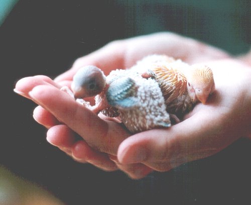 Eine Handvoll Nachwuchs