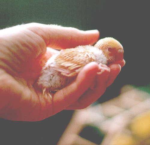 Dienstag im Stoppelkleid