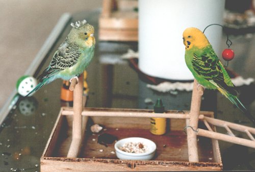 Samstag und Ferdinand: Zwei &Ouml;lg&ouml;tzen